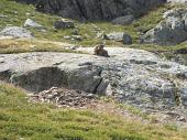 26 In sentinella a guardia dei Laghi di Val Cerviera